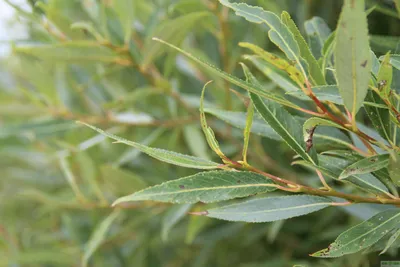 Ива ломкая ф. шаровидная (Salix fragilis Bullata) купить для посадки в  Москве