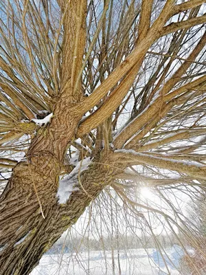 Ива ломкая ф. шаровидная (Salix fragilis Bullata) купить для посадки в  Москве