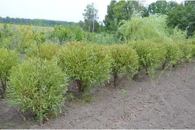 Ива ломкая Шаровидная с доставкой! 🌱 [Р778803]