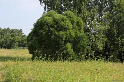 Ива ломкая Булата \"Bullata\"