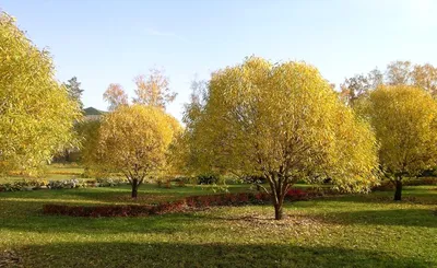 Ива ломкая (ракита) / Salix fragilis | Декоративные растения и кустарники ,  каталог саженцев \"Вострасад\"