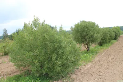 Ива ломкая шаровидная (Salix fragolis) - каталог магазина, купить в  питомнике растений Вашутино.