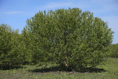 Ива ломкая ф. шаровидная (Salix fragilis Bullata) купить для посадки в  Москве