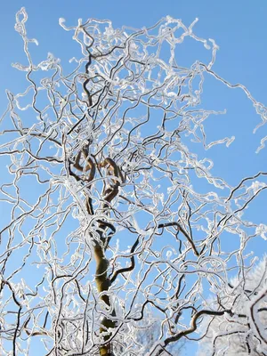 Ива Матсудана (Salix matsudana) — купите саженцы в контейнере в Краснодаре  - Прекраснодар — садовый центр в Краснодаре