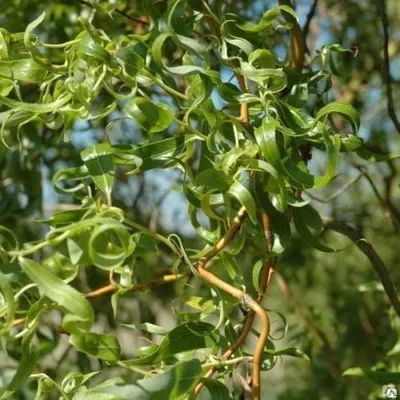 Ива Матсудана купить в Киеве, цена — Greensad