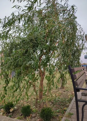 Купить саженцы Ивы извилистой Матсудана 🌱по цене от 390₽ из питомника с  доставкой | Питомник «Зелёная Фазенда»