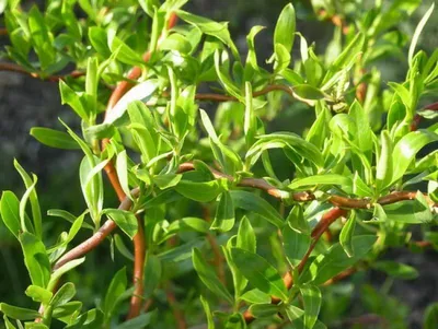 Заказать Ива извилистая матсудана Тортуоза, Salix matsudana Tortuosa с  доставкой по всей Украине - 1332726531