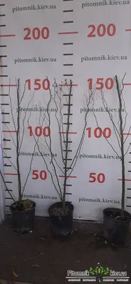 Питомник растений \"Урожай\" Вологда - Ива Матсудана Эритрофлексуоза 80см