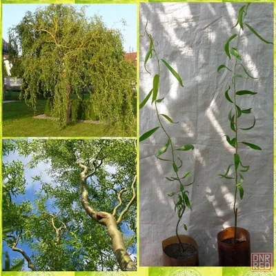 Ива матсудана. Особенности, посадка и уход - советы от Greensad