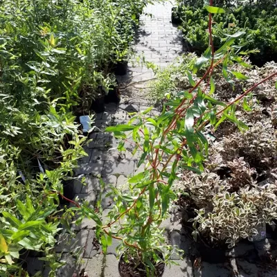 Ива Матсудана Salix Matsudana