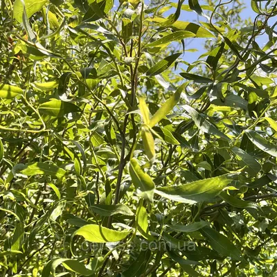 Ива Мацудана (Salix matsudana 'Koidz'): продажа, цена в Харькове. Саженцы  декоративных деревьев и кустарников от \"Интернет-магазин Densiflóra  (Харьковский питомник растений)\" - 1024387644