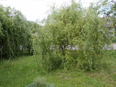 Ива матсудана 'Эритрофлексуоза'/Salix matsudana 'Erythroflexuosa'  C12/120-150 — цена в Оренбурге, купить в интернет-магазине, характеристики  и отзывы, фото