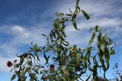 Ива матсудана 'Эритрофлексуоза'/Salix matsudana 'Erythroflexuosa' C6/50-80  — цена в Оренбурге, купить в интернет-магазине, характеристики и отзывы,  фото