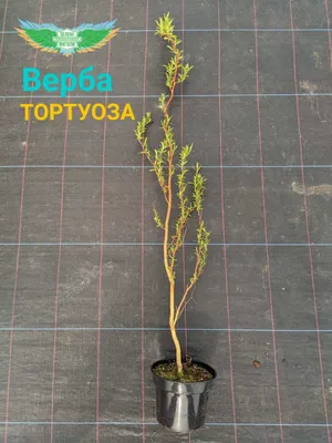 Ива Матсудана (Salix matsudana) — купите саженцы в контейнере в Краснодаре  - Прекраснодар — садовый центр в Краснодаре