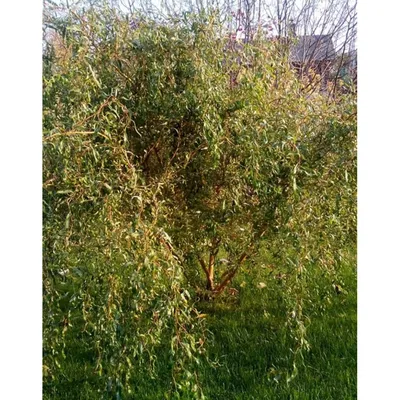 Ива Матсудана, salix matsudana