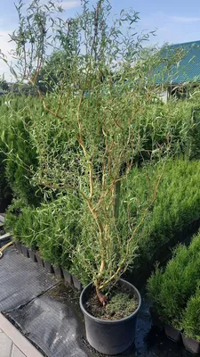 Ива Матсудана (Salix matsudana) — купите саженцы в контейнере в Краснодаре  - Прекраснодар — садовый центр в Краснодаре