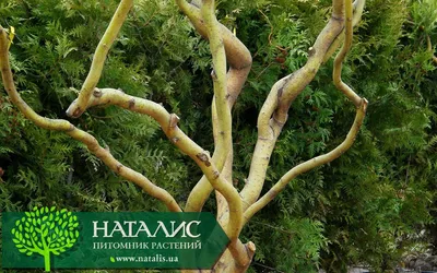 Ива Матсудана (Salix matsudana) — купите саженцы в контейнере в Краснодаре  - Прекраснодар — садовый центр в Краснодаре