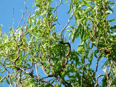 Ива Матсудана (Salix matsudana) — купите саженцы в контейнере в Краснодаре  - Прекраснодар — садовый центр в Краснодаре