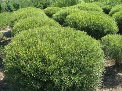 Ива пурпурная НАНА (Salix purpurea Nana) купить в Новосибирске в  Новосибирске
