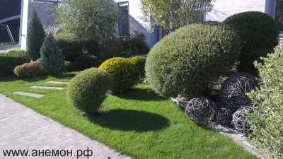 Ива пурпурная Нана - фото и описание в каталоге питомника
