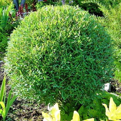 Купить Саженцы Ивы пурпурной Нана (Salix purpurea Nana) Р9 оптом/розница