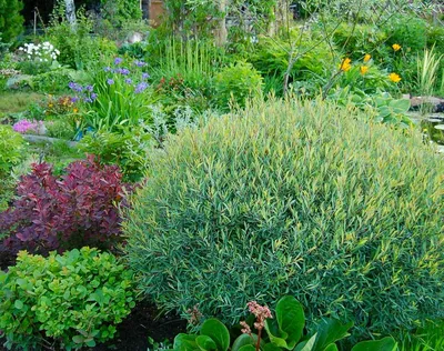 Купить Ива пурпурная 'Грацилис Нана' / Salix purpurea 'Gracilis Nana' с  доставкой в Подмосковье в Сергиевом Посаде в питомнике АгроПАРК