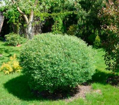 Ива пурпурная «Нана» (Salix purpurea «Nana») купить для ландшафтного  дизайна в Москве
