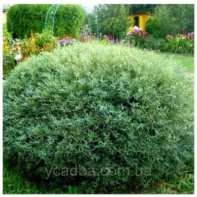 Ива пурпурная (лат. Salix purpurea Nana) Nana | Зеленый край