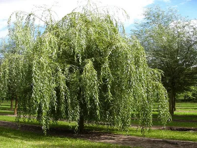 Ива остролистная Pendulifolia саженцы купить в Москве по цене от 658 руб.