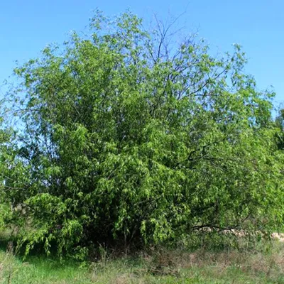 Ива белая Чермесина (Salix alba Chermesina)