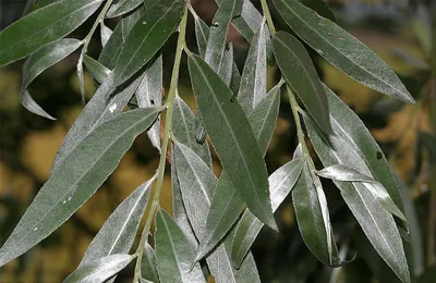 MW0301326, Salix acutifolia (Ива остролистная, Верба), specimen