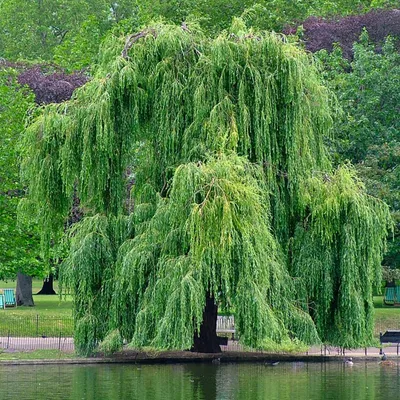 Ива остролистная Pendulifolia саженцы купить в Москве по цене от 658 руб.