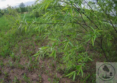 Ива остролистная(Salix acutifolia)