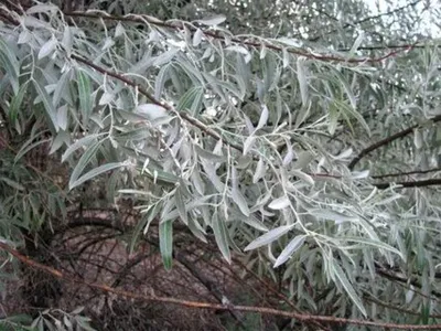 Ива белая, или Ива серебристая, или Ветла(лат. Salix alba)саженцы 30-40 см,  горшок 1л., цена в Новосибирске от компании Кирсанов Сергей Сергеевич