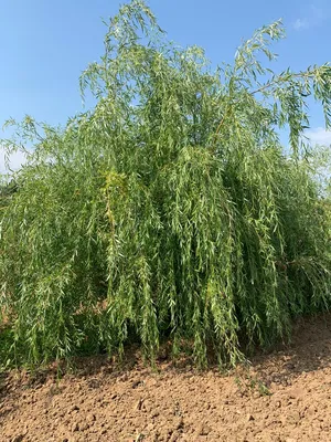 Salix alba — Ива белая (ветла, белолоз, белотал) — Bruns Pflanzen