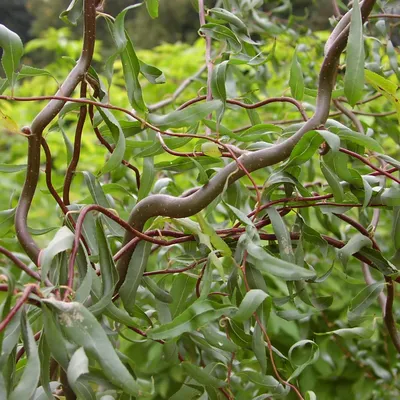 Ива остролистная (Верба) (Salix acutifolia) - описание сорта, фото,  саженцы, посадка, особенности ухода. Дачная энциклопедия.