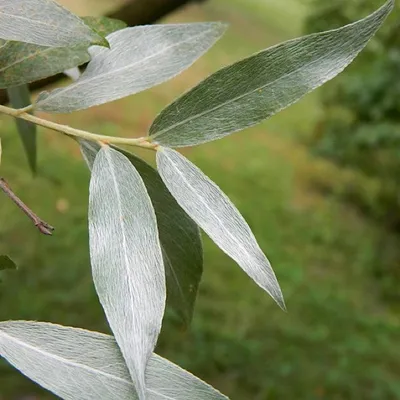 Ива остролистная Pendulifolia саженцы купить в Москве по цене от 658 руб.