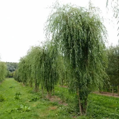 Ива белая Pendula - Ива - GardenPlants