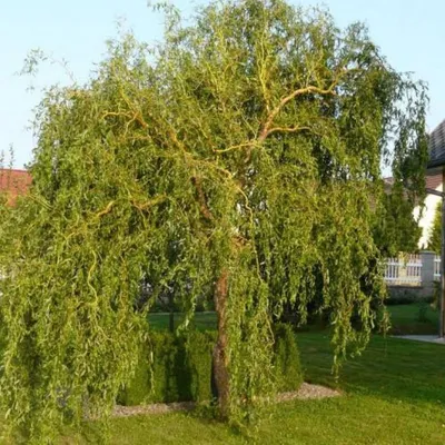 Ива \"Плетенное дерево\" (высота 1,6м.) - Питомник растений «Cветлый»