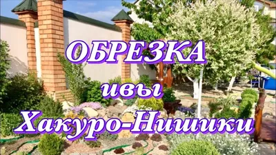 Ива цельнолистная «Хакуро Нишики» - купить с доставкой почтой по Минску и  Беларуси - БелАгро Маркет