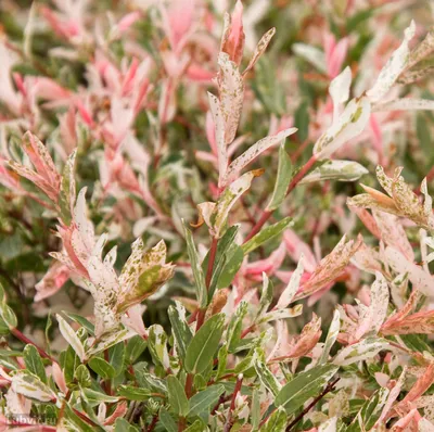 Иву Salix rorida можно купить недорого с доставкой в питомнике Любвитский
