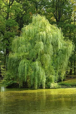 Ива белая плакучая Тристис Salix Tristis 14/16 купить в ЦМП