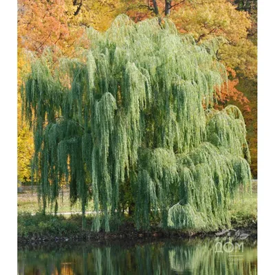 Плакучая Ива Пруд Вода - Бесплатное фото на Pixabay - Pixabay