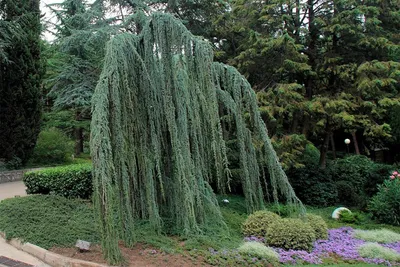 🌱 Ива белая Плакучая по цене от 850 руб: саженцы, крупномеры - купить в  Москве с доставкой - интернет-магазин Все Сорта