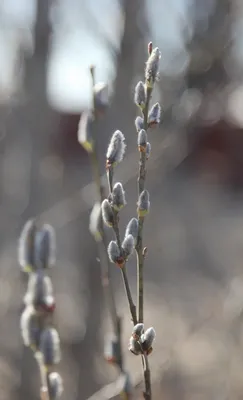 Пушистые Ивы Почки На Ветвях — стоковые фотографии и другие картинки Без  людей - Без людей, Весна, Ветвь - часть растения - iStock