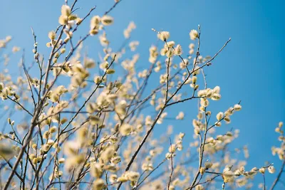 Почки ивы весной (много фото) - treepics.ru