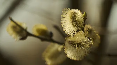 Весенние почки ивы с красивыми каплями дождя, цветущими верба на фоне  весеннего леса | Премиум Фото