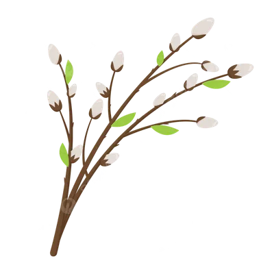 Купить Ива извилистая Salix Erythroflexuosa - в питомнике Флорини