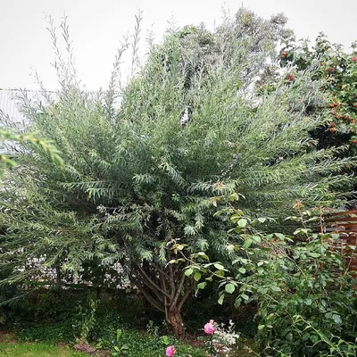 Ива козья (Salix caprea) — купите саженцы в контейнере в Краснодаре -  Прекраснодар — новогодние ёлочные базары в Краснодаре