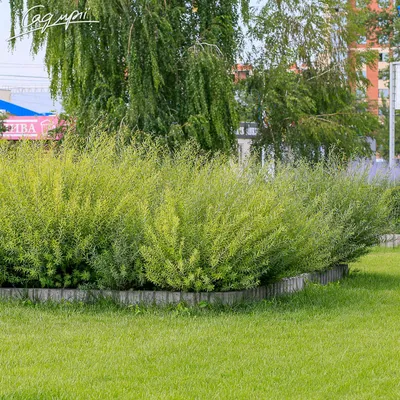 В Москве появились пушистые почки на вербе / Новости города / Сайт Москвы